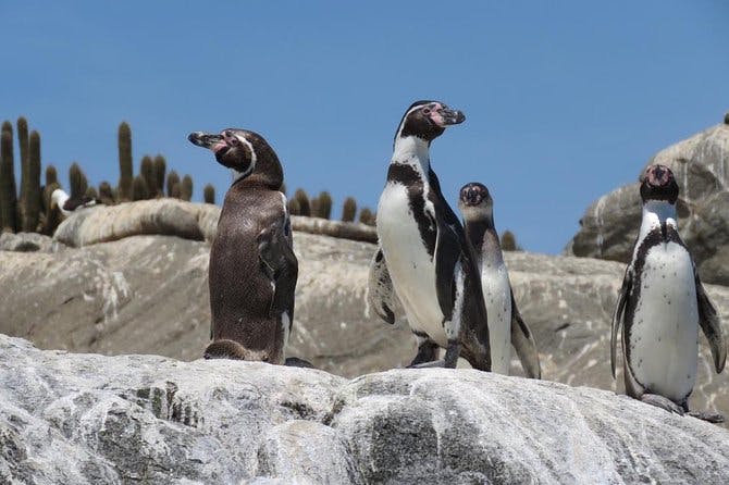 Imagen del tour: Excursión Privada para Cruceros en Valparaíso: Isla de los Pingüinos