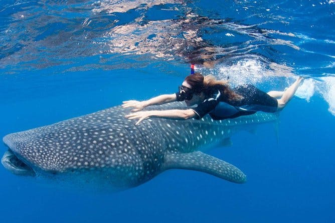 Imagen del tour: Nado con Tiburón Ballena desde Cancun, Riviera Maya y Tulum Transporte Incluido