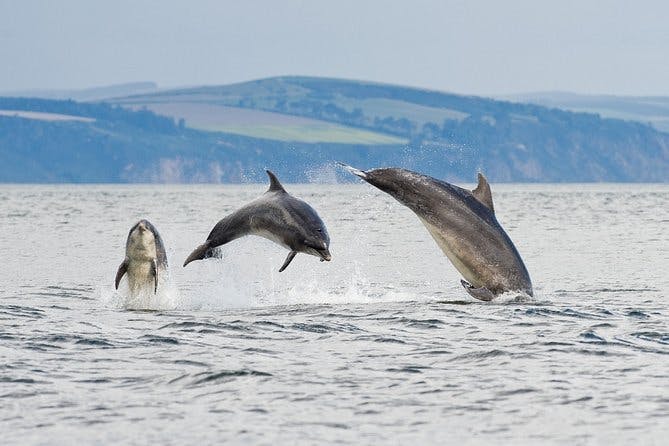 Imagen del tour: Lo más destacado de su viaje a Invergordon: avistamiento de delfines en Moray Firth