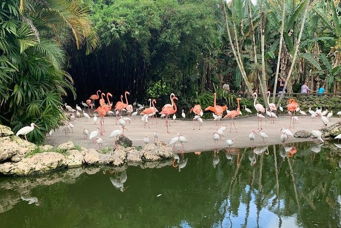 Imagen del tour: Entrada general a Flamingo Gardens en Fort Lauderdale