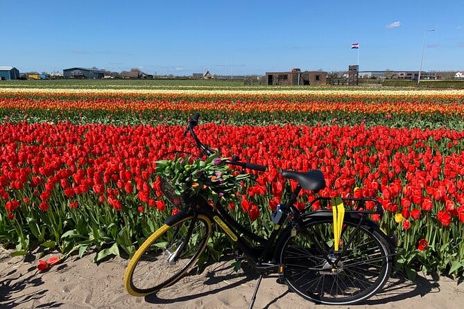 Imagen del tour: ¡Disfruta de los campos de tulipanes en bicicleta con un guía local! Tour en bicicleta de tulipán!