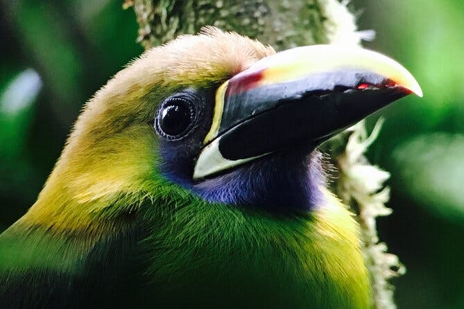Imagen del tour: Observación de aves privada de medio día en el bosque nuboso de Monteverde