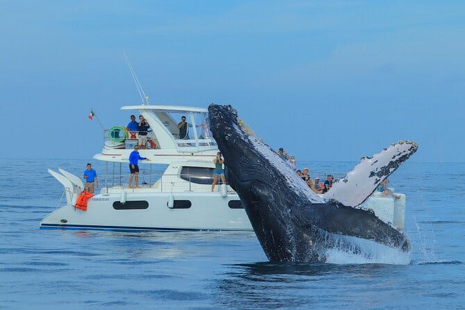 Imagen del tour: Catamarán de lujo Avistamiento de ballenas Cabo San Lucas