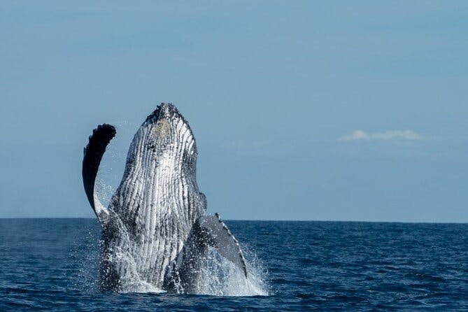 Imagen del tour: Avistamiento de ballenas de clase mundial con desayuno y barra libre