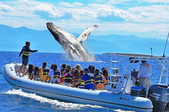 Imagen del tour: Experiencia de avistamiento de ballenas en Puerto Vallarta