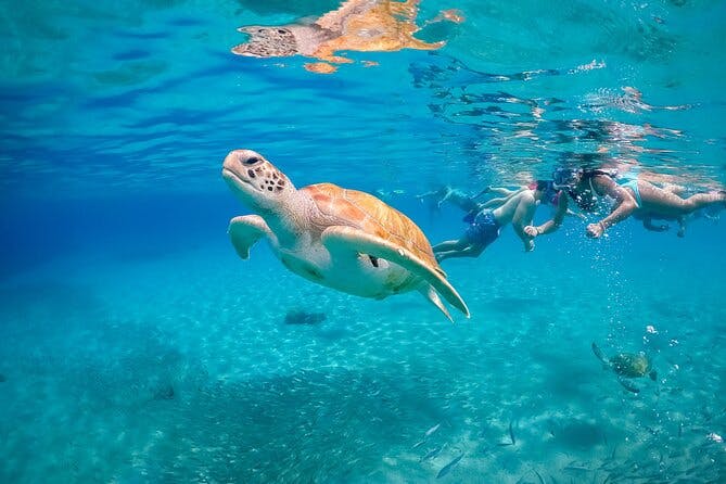 Imagen del tour: Esnórquel con tortugas, isla de las rosas, isla de Gilligan y tour de pesca
