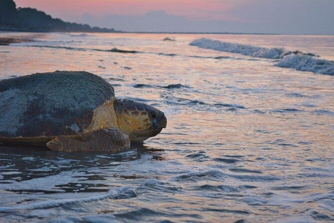 Imagen del tour: Recorrido turístico por el anidamiento de tortugas en Tortuguero