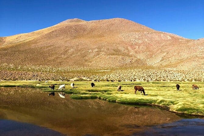 Imagen del tour: Explorando San Pedro de Atacama de 3 días