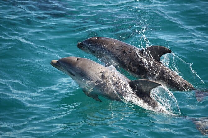 Imagen del tour: Crucero por los delfines y focas de Mornington Peninsula desde Sorrento