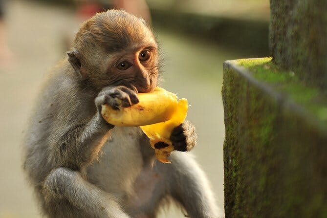 Imagen del tour: El bsque Bali Monkey, el Templo Mengwi y Tanah Lot por la tarde