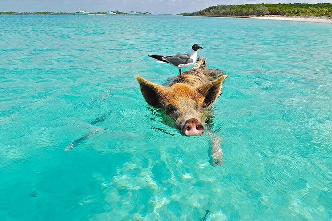 Imagen del tour: Encuentro matutino de cerdos: los cerdos no pueden volar, ¡pero sí nadan!