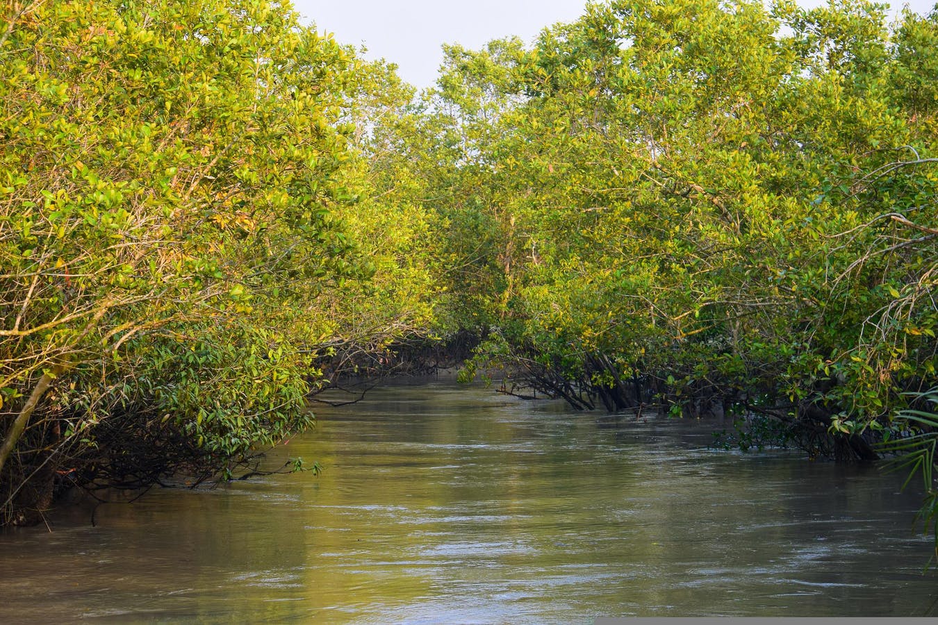 Manglar de Sundarbans.