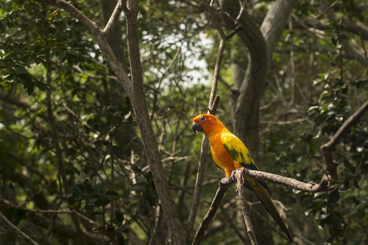 Loro en el Amazonas de Perú