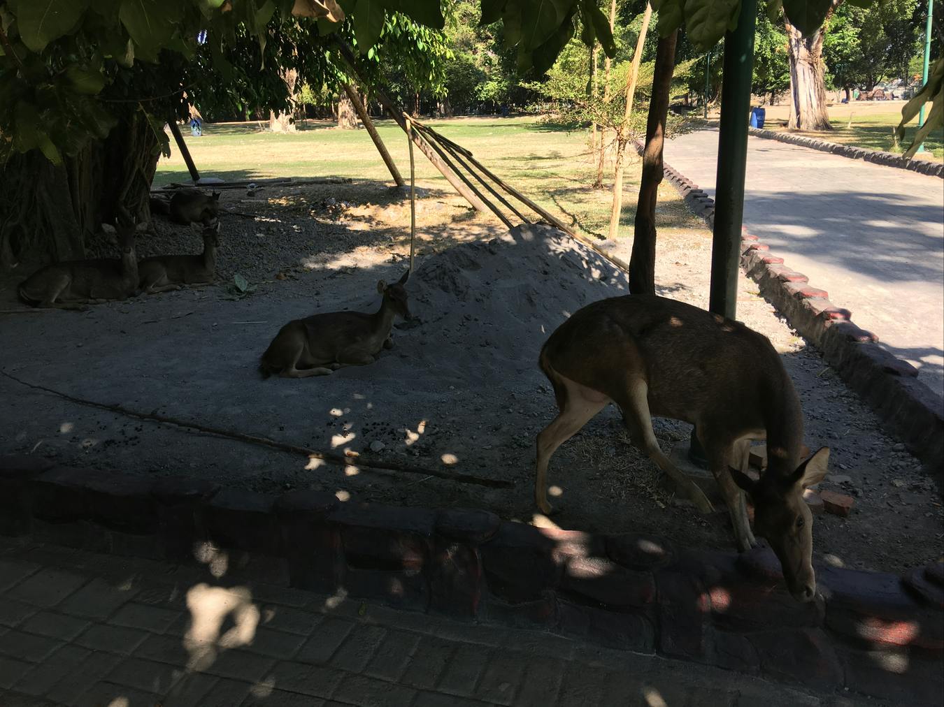 Ciervos descansando en Balekambang City Park