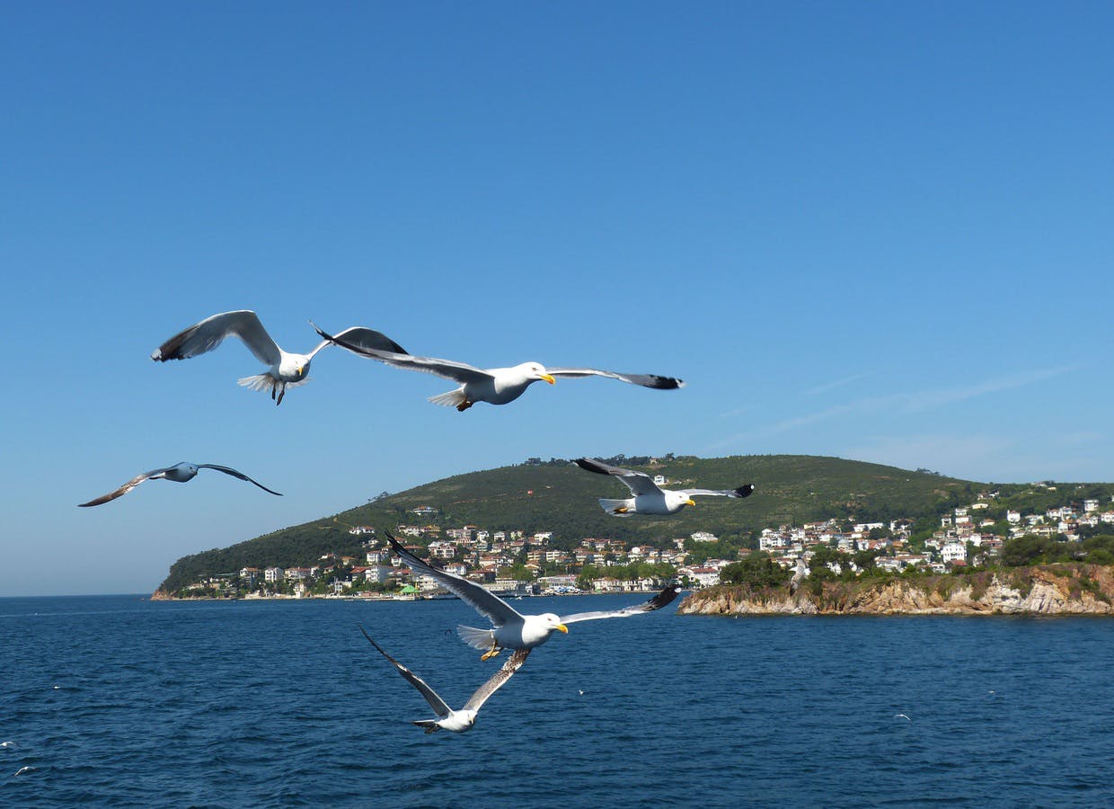 Gaviotas volando en la costa de las islas del Bósforo.