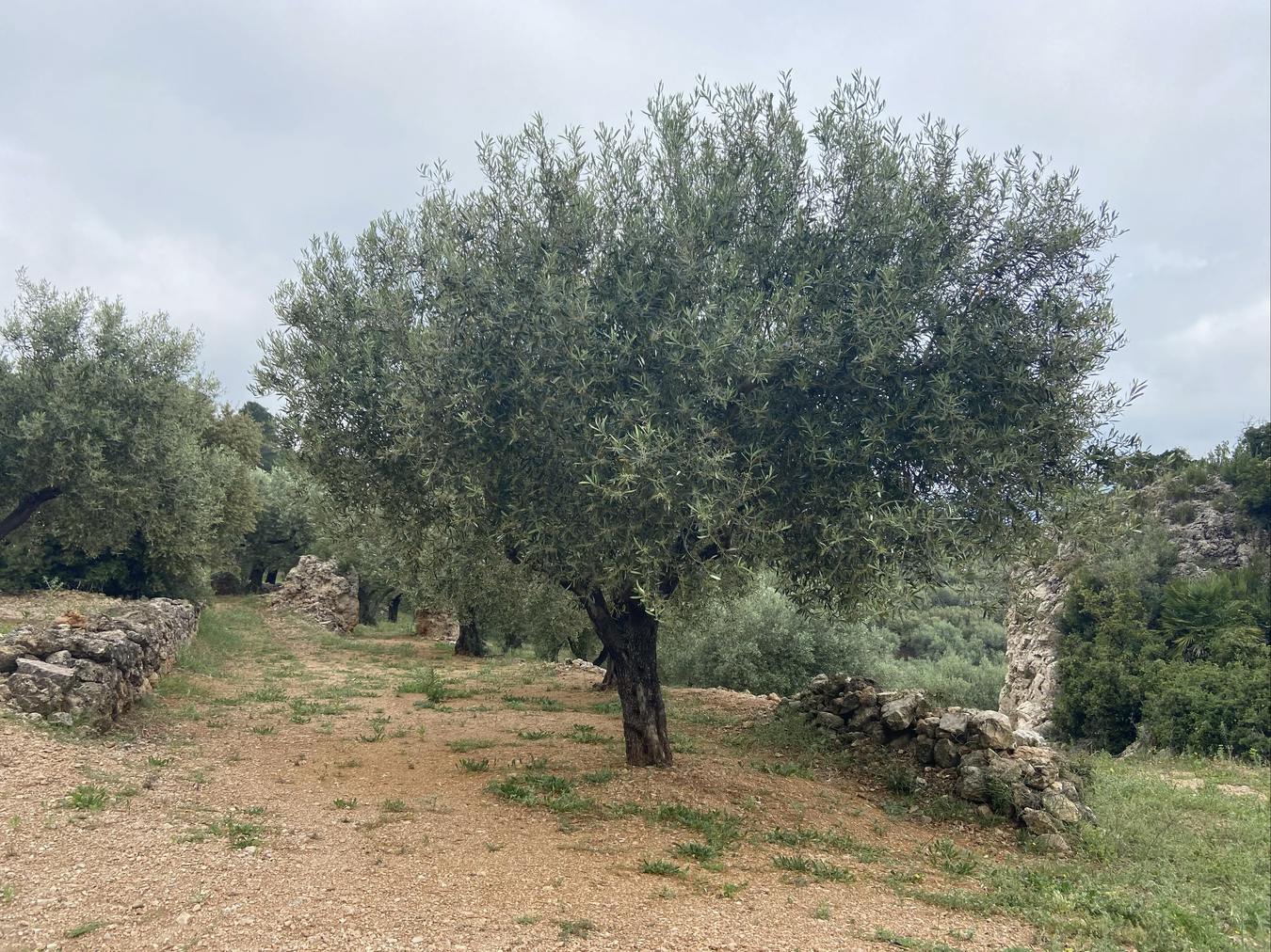 Un olivo durante el paseo por los jardines de Oliveras.