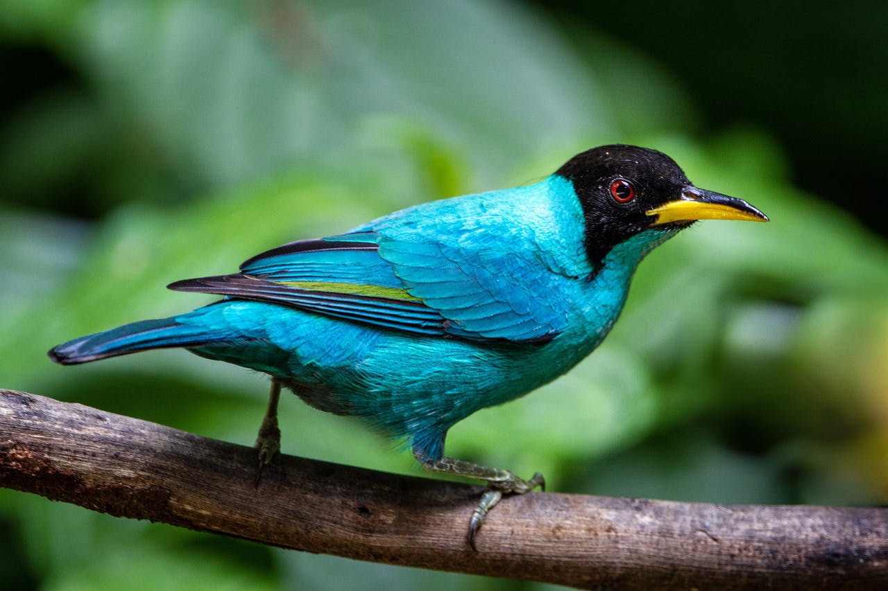 Pájaro en Costa Rica