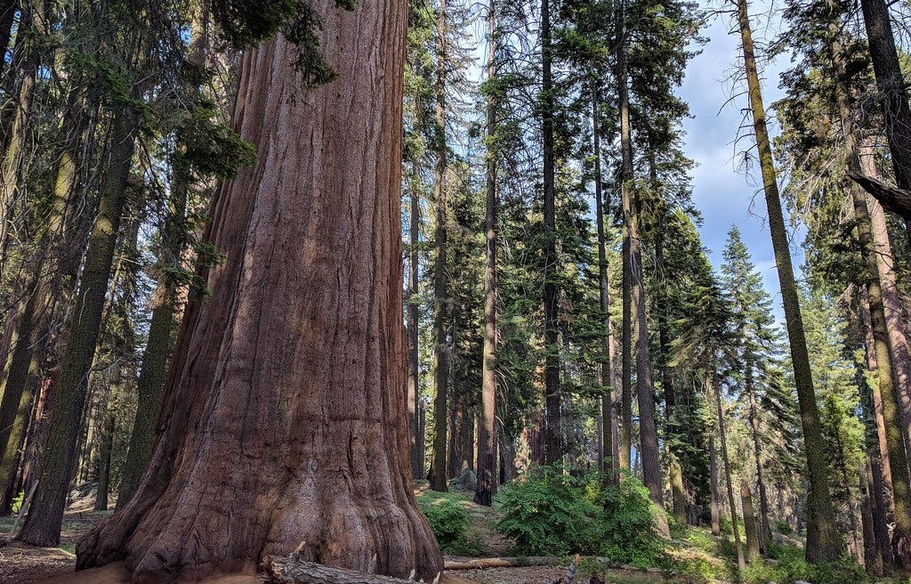 Parque Nacional Sequoia