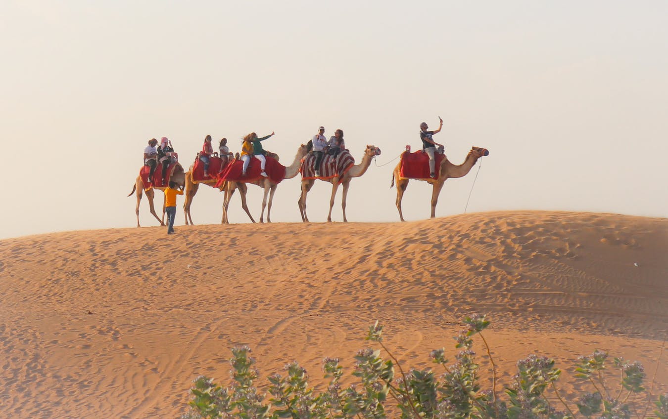 Paseo en camello por el desierto de Dubai