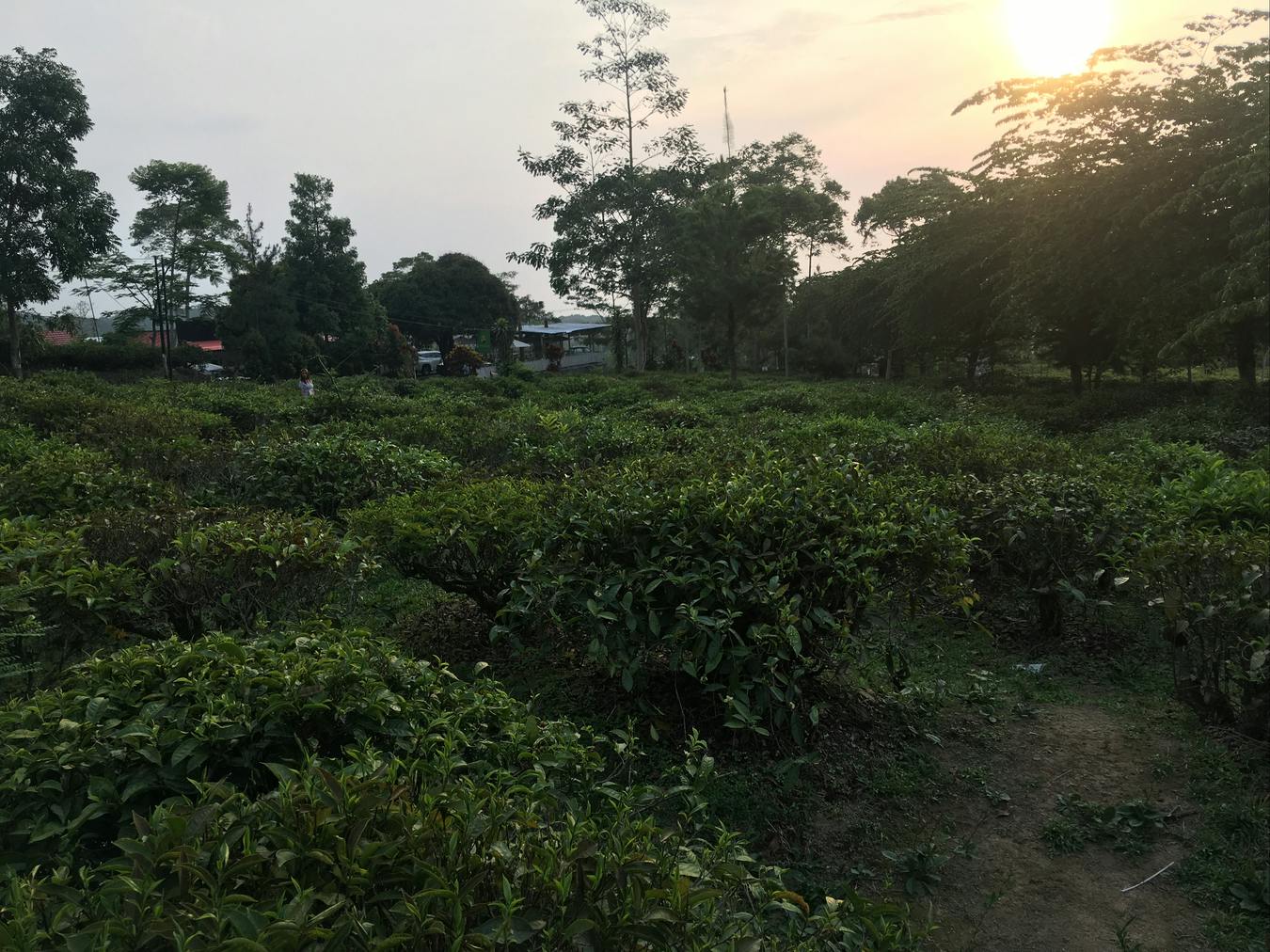 Foto de una plantación de té