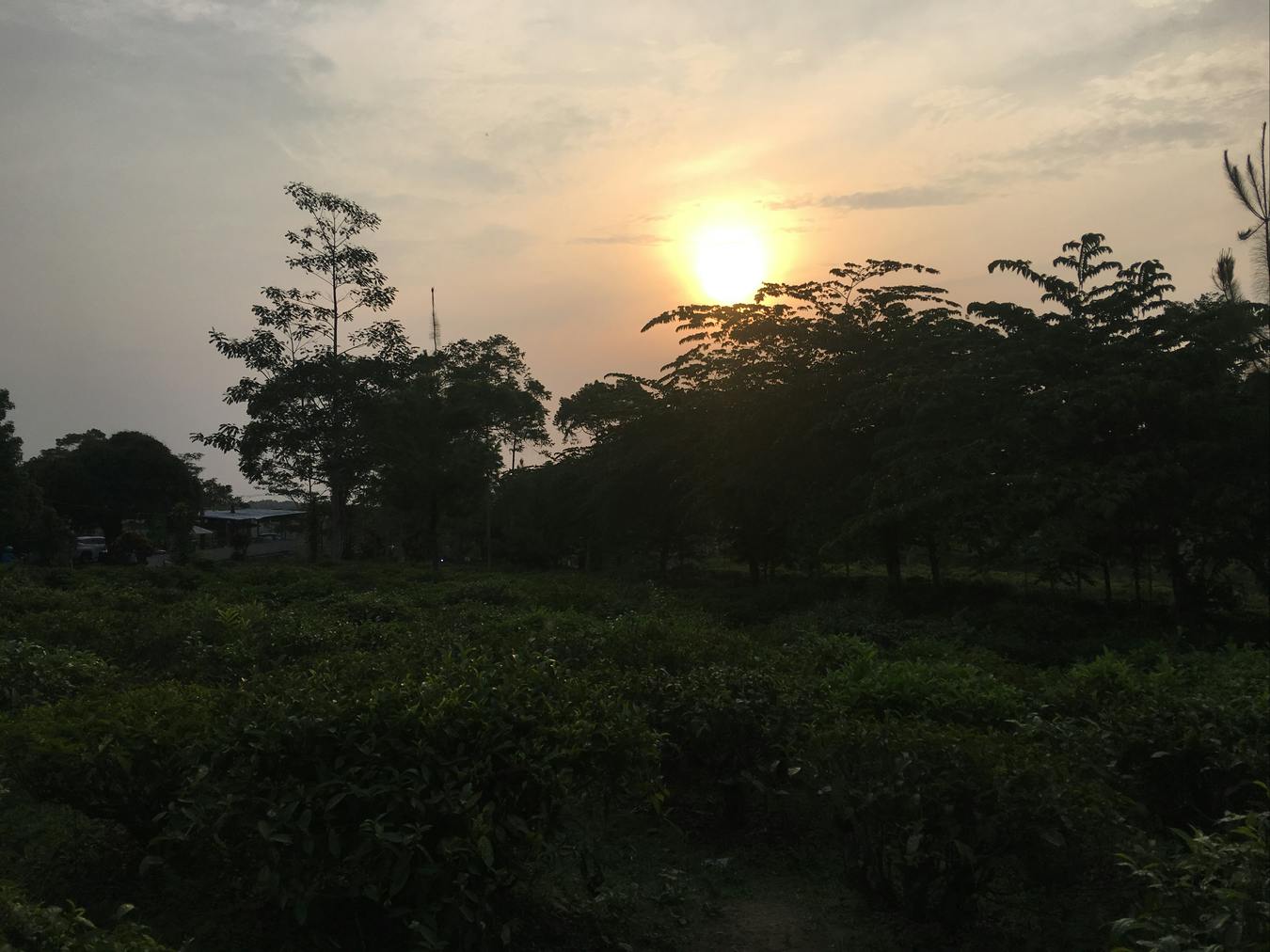 Puesta de sol en la plantación de té