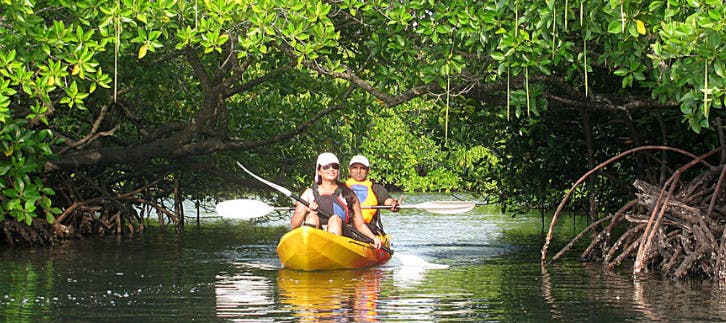 Imagen del tour: Mangrove Kayaking Experience in Andaman Islands