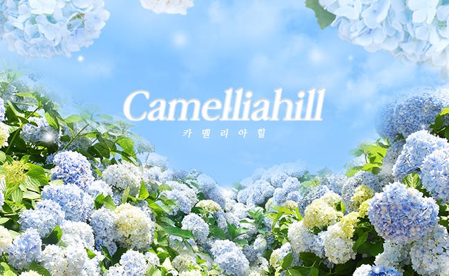 Imagen del tour: Jeju Camellia Hill Admission Ticket