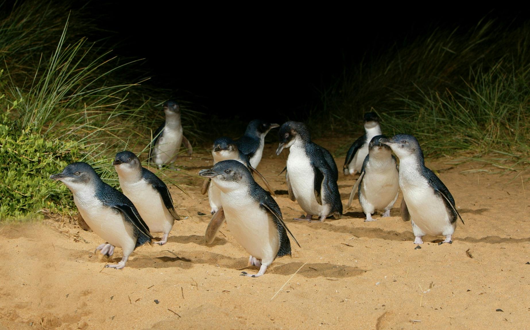 Imagen del tour: [Exclusivo de Klook] Entrada para el desfile de pingüinos y atracciones en Phillip Island Nature Parks