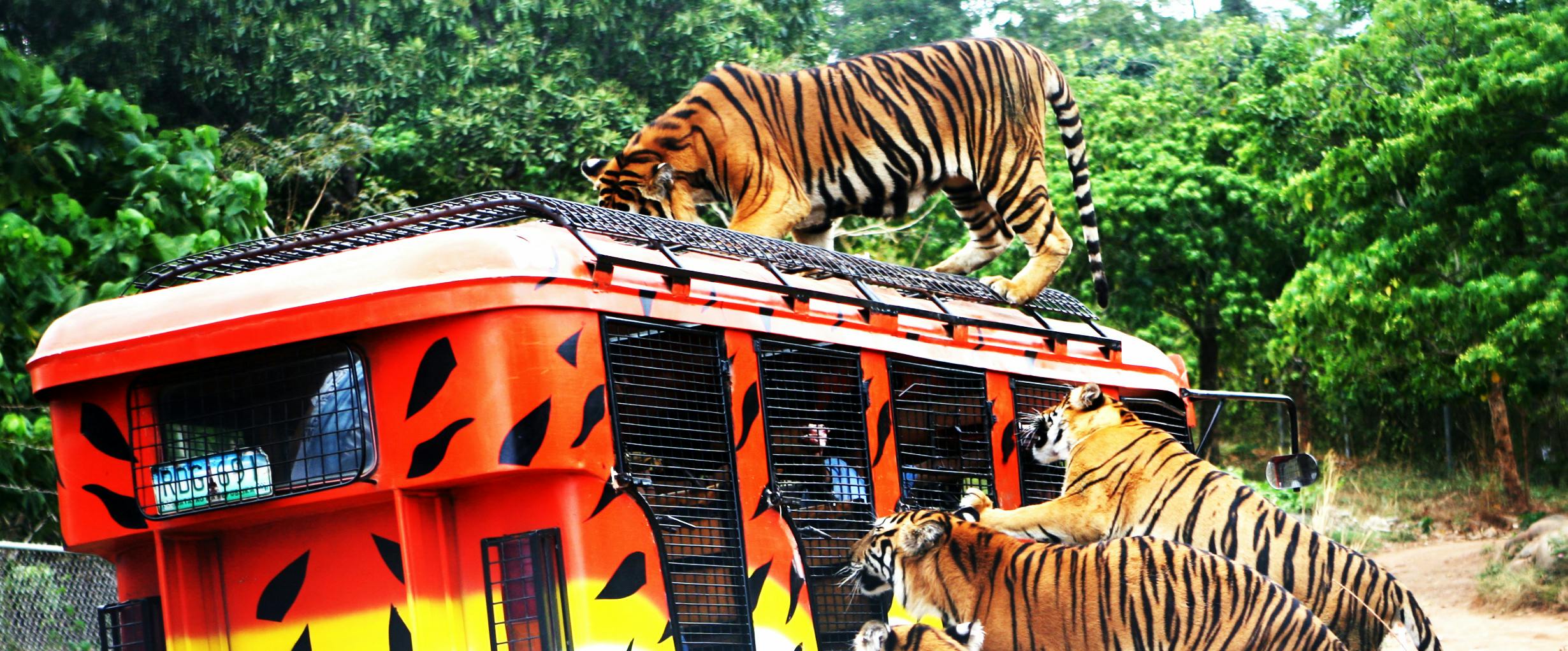 Imagen del tour: Zoobic Safari Admission Ticket in Subic