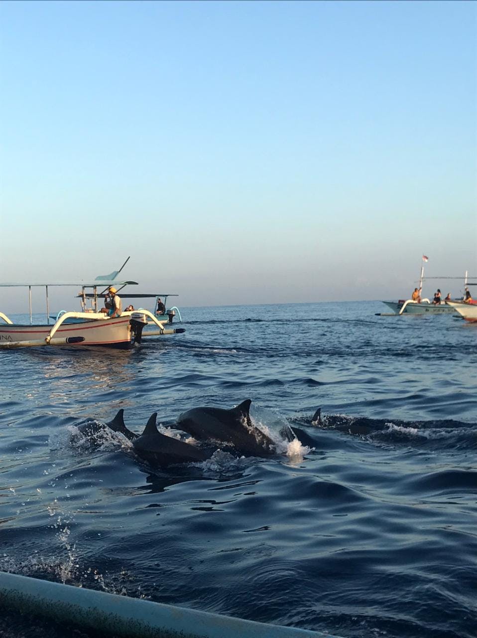 Imagen del tour: Lovina Dolphin Watching and Snorkeling in Bali