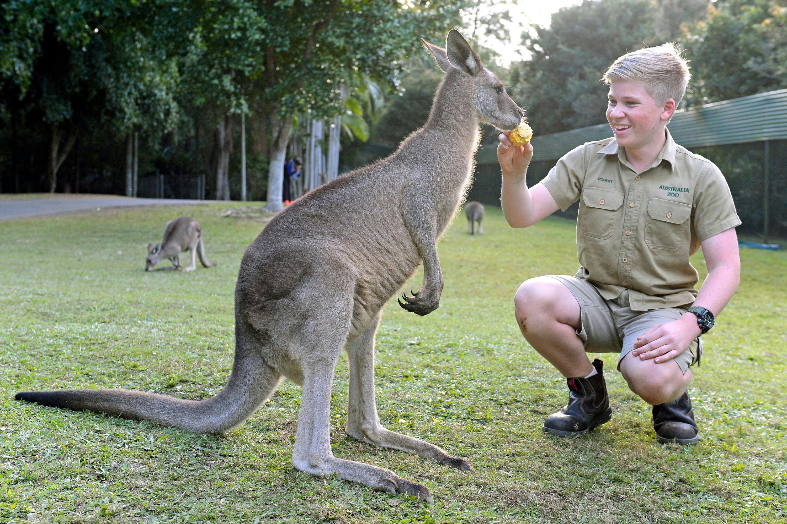 Imagen del tour: Australia Zoo General Admission Ticket & Wildlife Hospital Sneak Peek