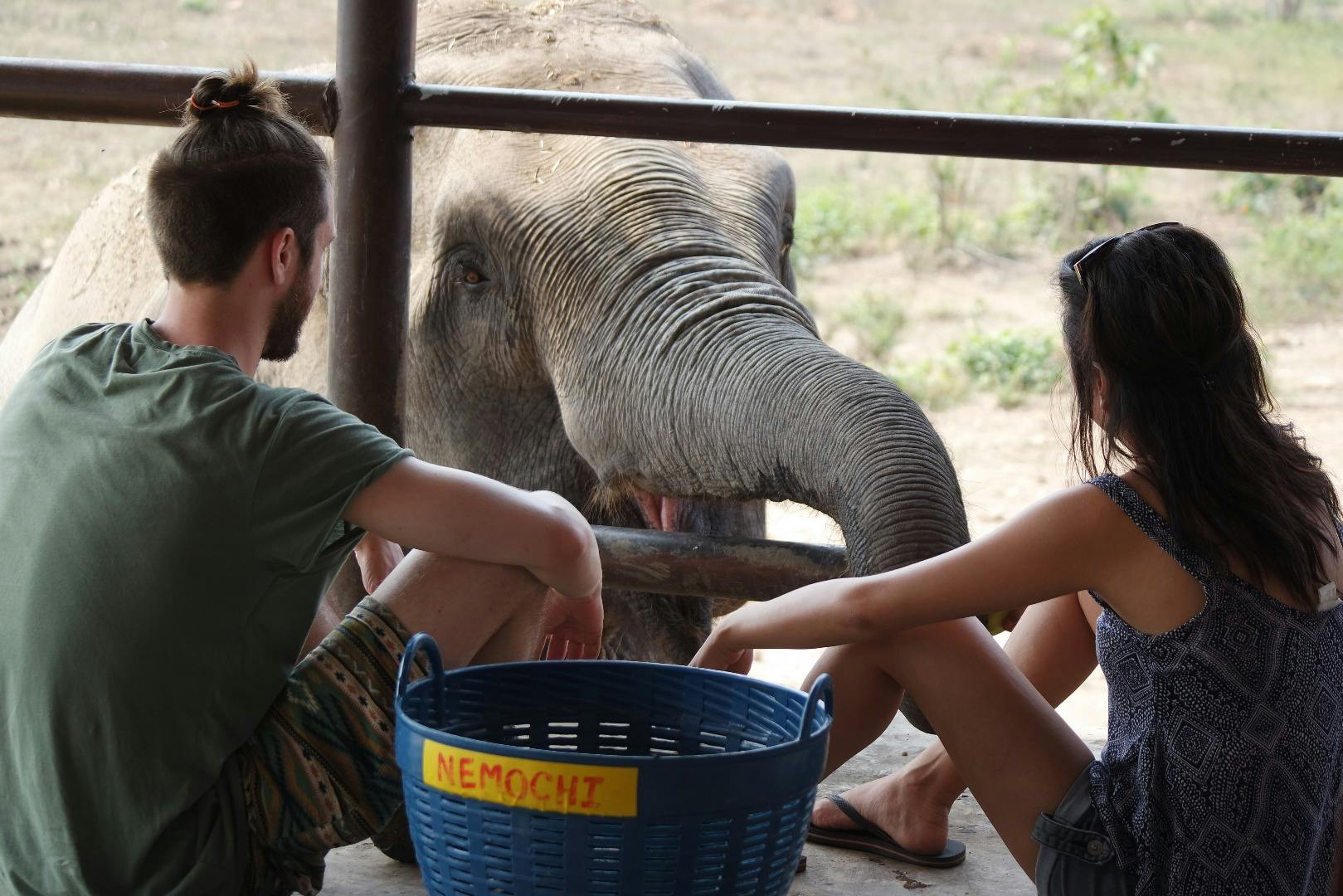 Imagen del tour: Elephant Day Care at Elephants World Kanchanaburi